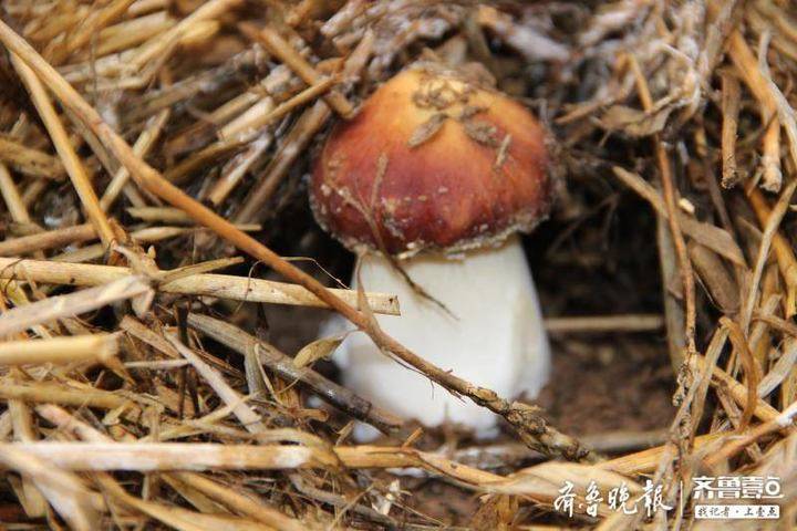 胶州:变废为宝,秸秆循环利用种出大球盖菇