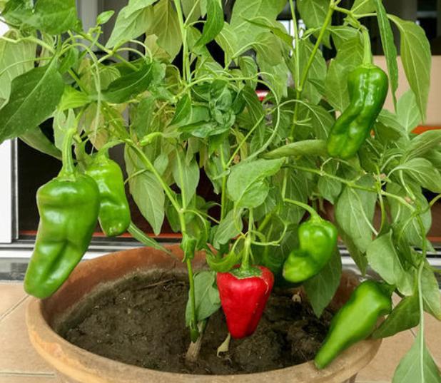 盆栽辣椒怎么种记住几点就行了辣椒一串串开花又结果