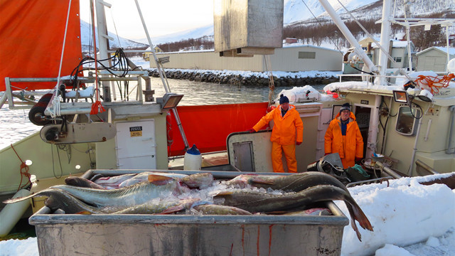 依靠海洋而不竭泽而渔挪威是怎么做的专家中挪合作在北极大有可为