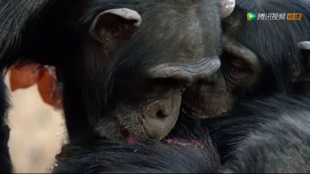 《哈姆雷特》,主角是一个叫david的黑猩猩族群的首领,它多年来都在