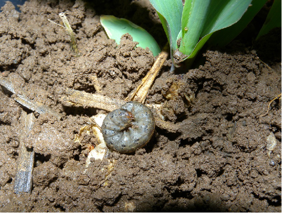 文明实践进行时玉米地下害虫防控技术