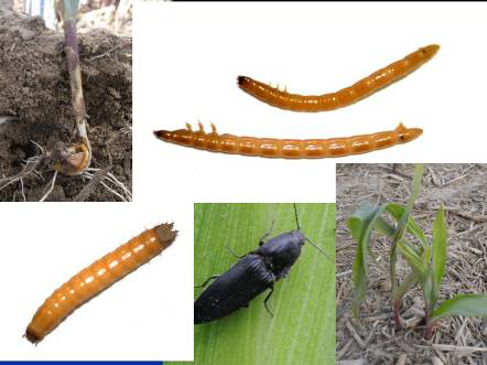 文明实践进行时玉米地下害虫防控技术