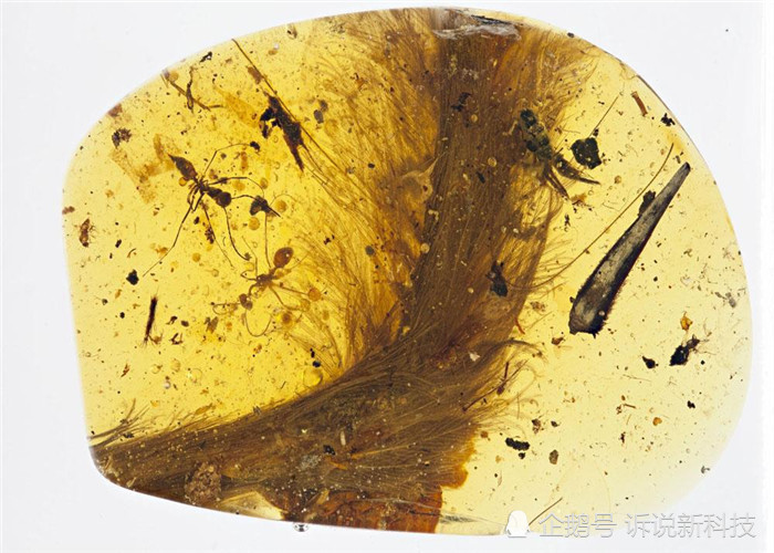 我国专家首次发现蛇琥珀,距今1亿年左右,可能还是个蛇宝宝!