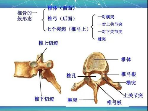 腰椎 横 突起 骨折 腰椎圧迫骨折の安静期間について 圧迫骨折の治療期間は約3ヵ月 Stg Origin Aegpresents Com