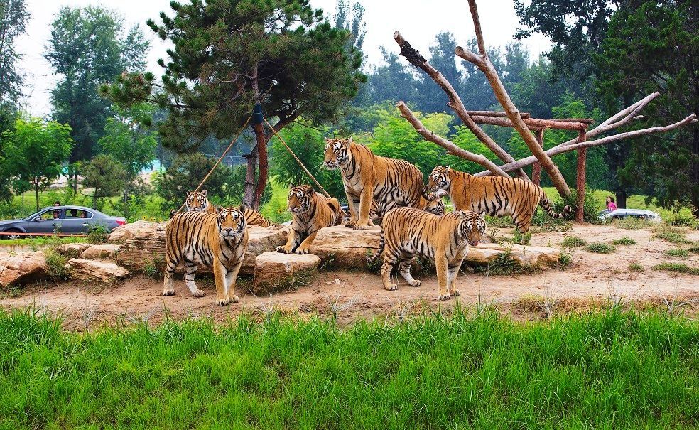 探秘野生动物家园,领略别样野生动物风情