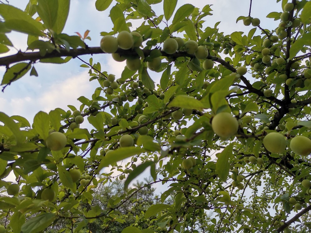野生李子挂满枝头_腾讯新闻
