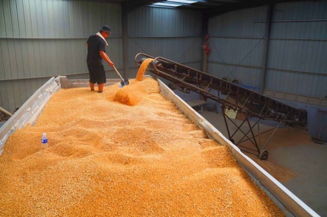 今年是个丰收年|小麦联合收割机|三夏|山东|刘水波|丰收|邹平市