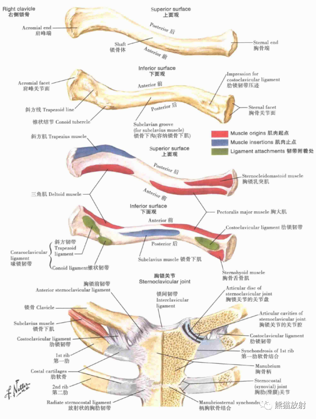 骨科精讀|最全上肢解剖彙總,趕緊收藏!