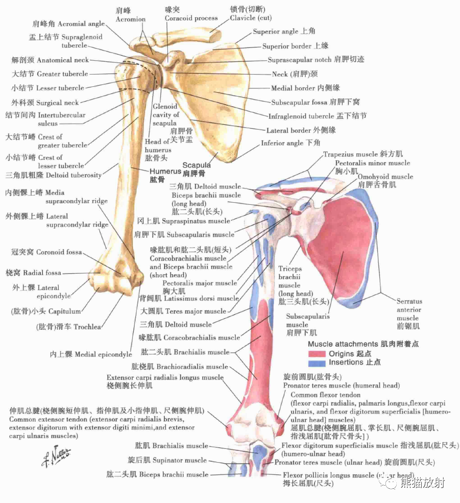 肱骨和肩胛骨(前面觀)鎖骨和胸鎖關節