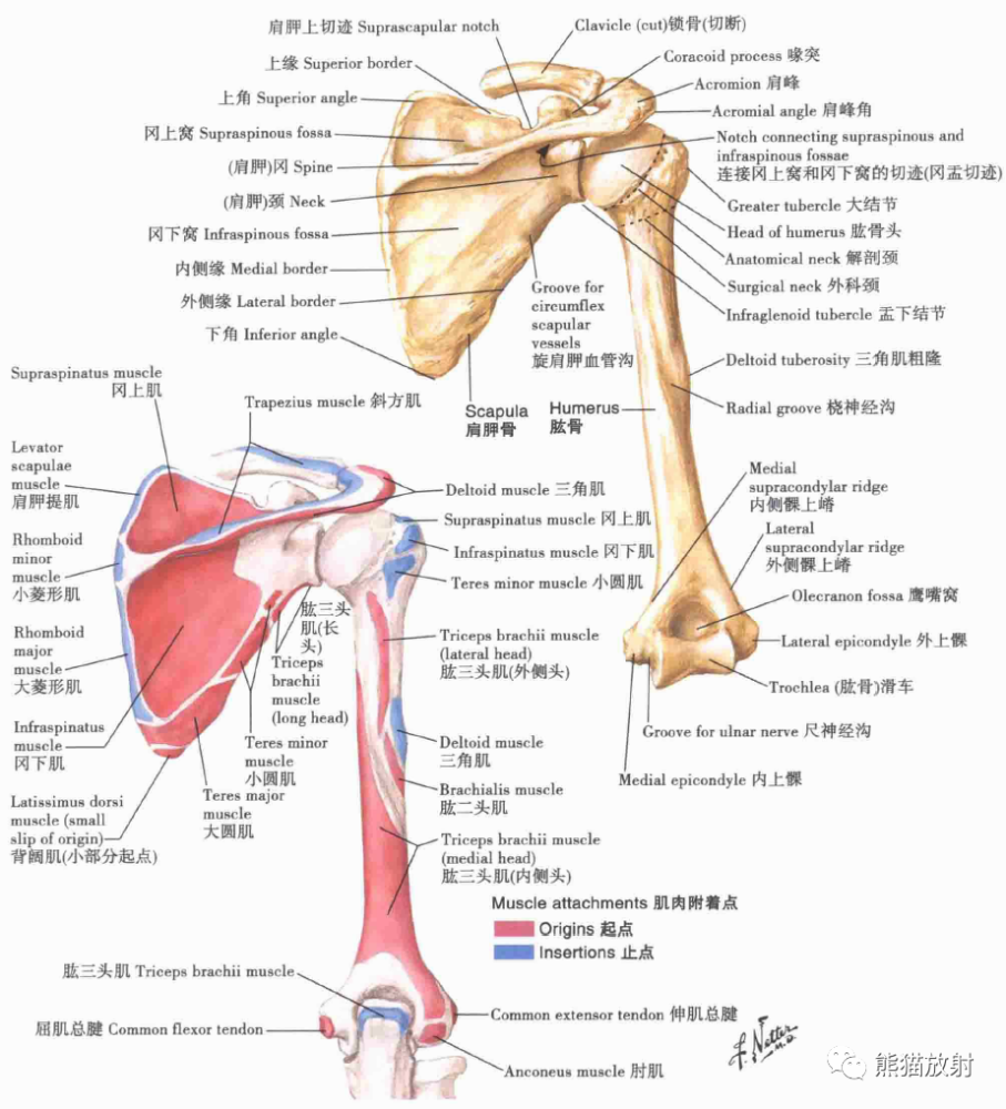 骨科精读 最全上肢解剖汇总 赶紧收藏 腾讯新闻