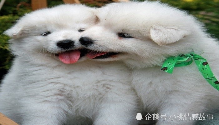 超可爱道歉服软小句子 和好只需一分钟 腾讯新闻