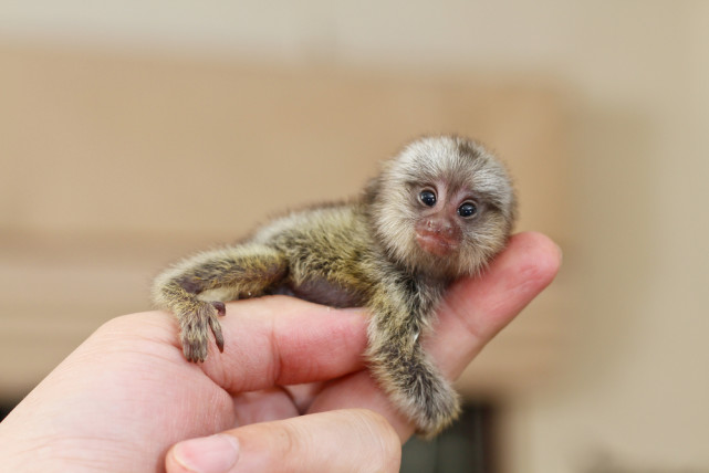 世界上最"迷你"的猴子,体型跟老鼠一样大小,无奈被鸟类捕食!