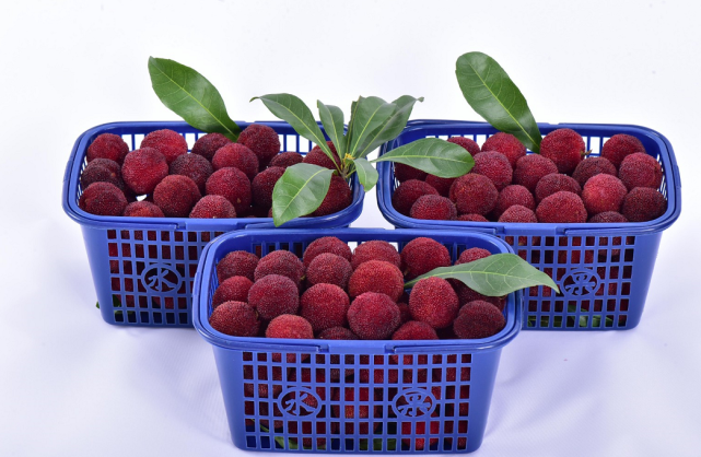 赞始兴杨梅将在珠江频道摇钱树播出