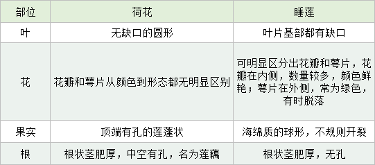 睡莲和荷花你分得清楚吗 沪上 花中睡美人 悄然盛开 上海 荷花 上海辰山植物园 上海共青森林公园 上海植物园