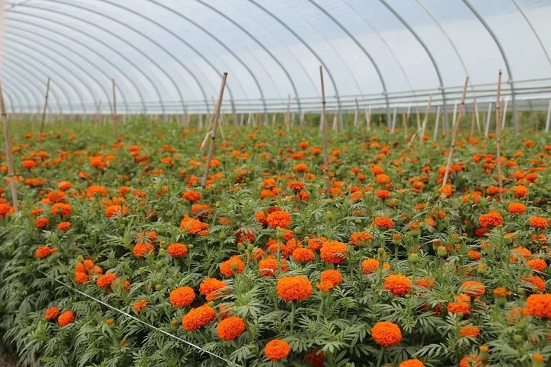 以确保种子的质量和产量 21团气候凉爽 土地肥沃 非常适宜万寿菊种植