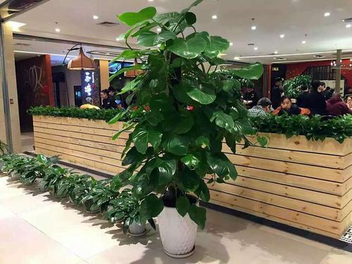 家养金钱树,夏季注意这几点,轻松让它开满盆