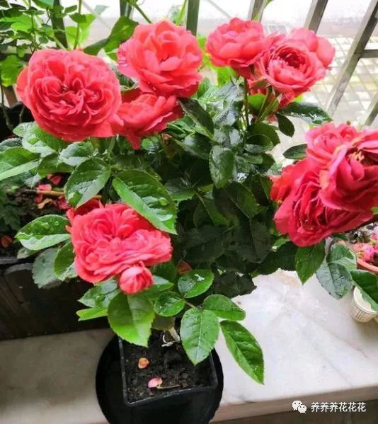 养月季花1种肥料不可少每月给它浇2次一开花就大半年