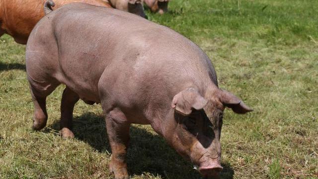 来自美国,全身红毛,进入我国后迅速得到养猪人的认可,你见过吗