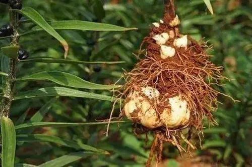 从小吃到大的百合居然是这样婶儿的|百合|鳞茎