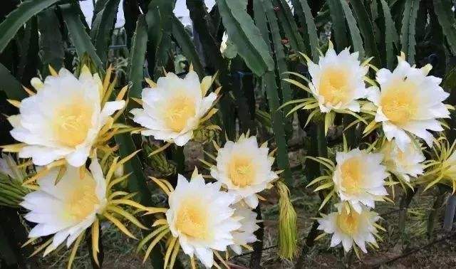 火龙果|1种“果树”，花可吃果可吃全身是宝，只种一棵，蔬菜水果都有了