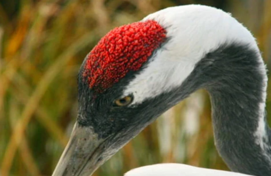 古代第一奇毒"鹤顶红",毒性到底有多大?看它的别名,就知道了_腾讯新闻