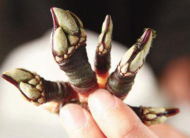 这种海鲜就是"鬼爪螺",是一种海洋节肢动物,一簇一簇群生群长,生长在