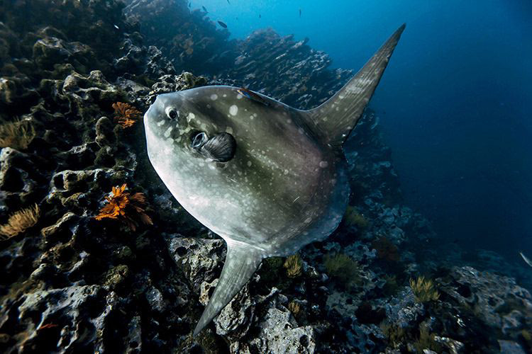 蠢萌的翻车鱼看着自己被海狮吃没有灭绝就是奇迹