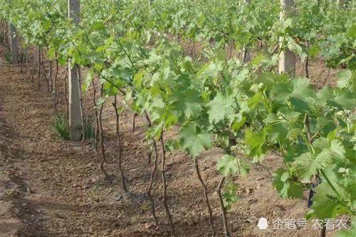 果实可达5斤 引入我国80年 因价低物美 占据市场不败之地 腾讯网