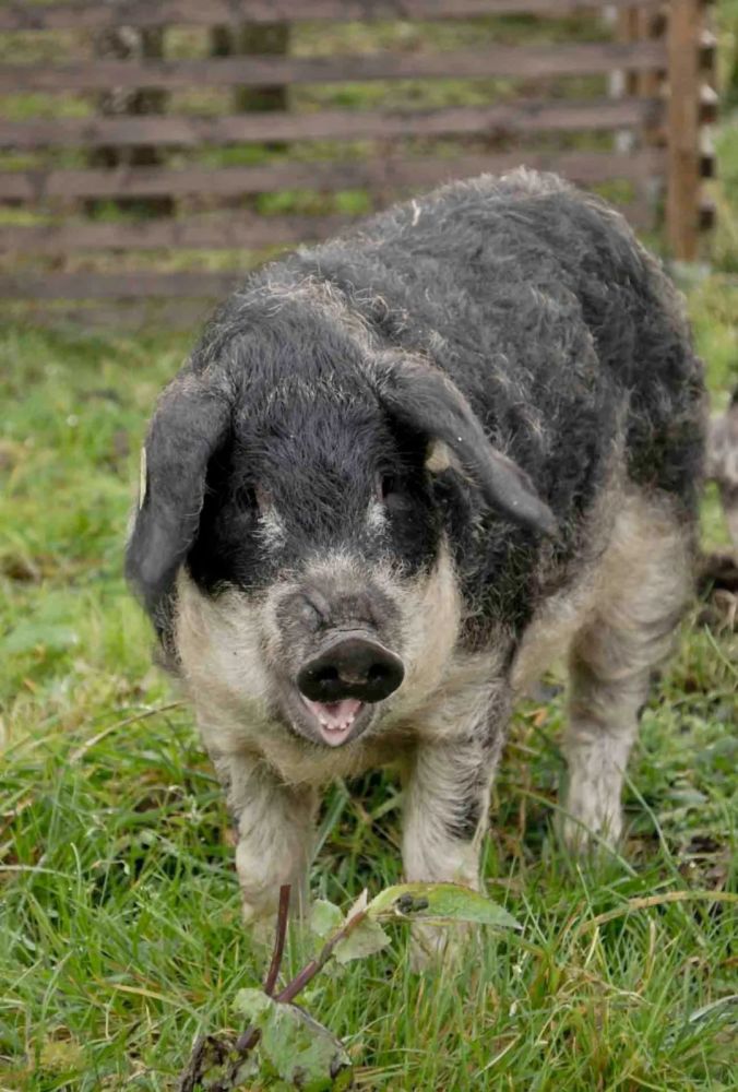 绵羊猪(绵羊猪养殖条件)