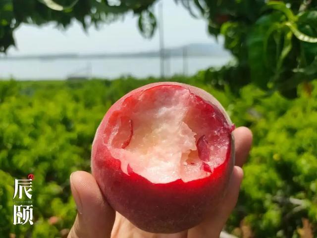 今天只想"桃"你喜欢|辰颐物语|春雪桃|桃子