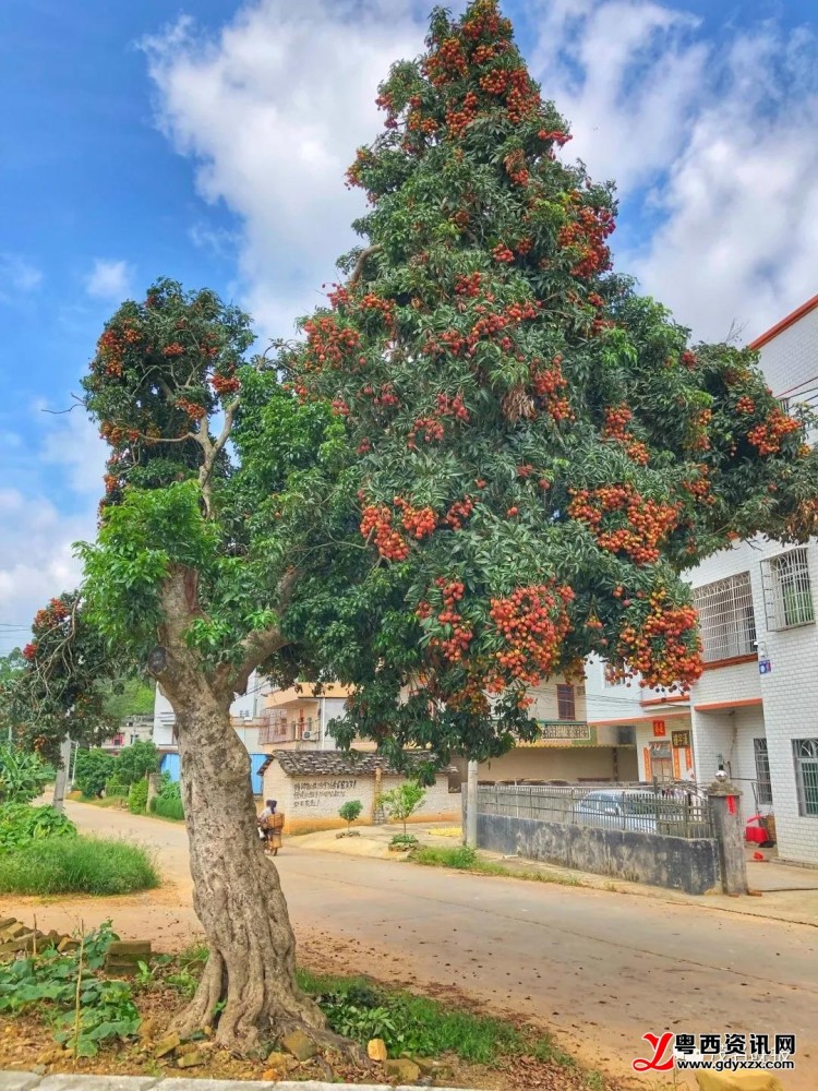 高州大井镇有棵网红荔枝树,树冠偏一侧呈三角形_腾讯新闻