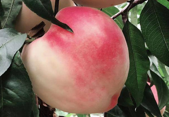 3,深州水蜜桃源东白桃是浙江金华县源东园艺场选育而成.