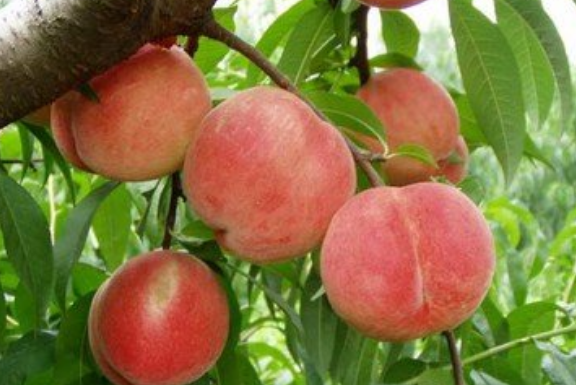我国最好吃的10大密桃 看看有没有你家乡的 你最爱吃哪个品种的 腾讯新闻