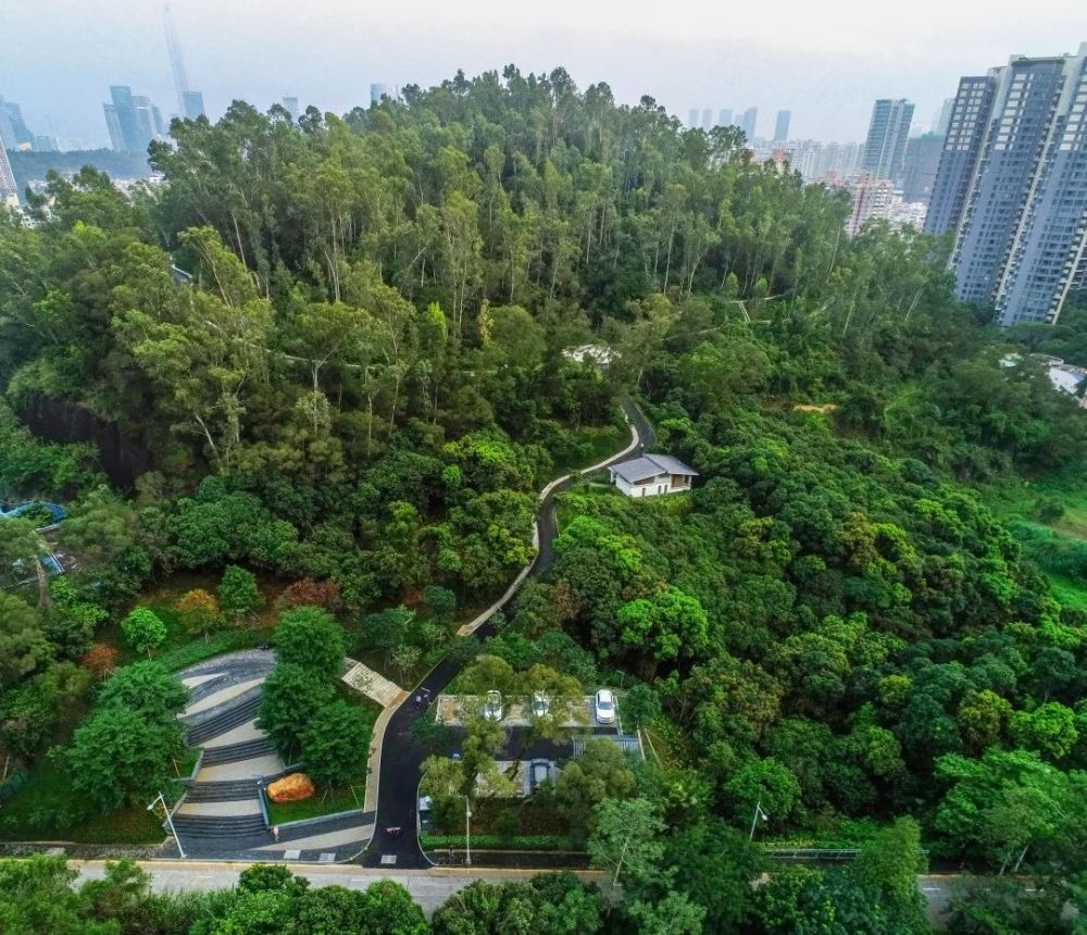 市中心裡開出一片林梅林公園聽濤區建成邀你遊林海