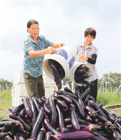 守好 菜篮子 保障大湾区 腾讯新闻