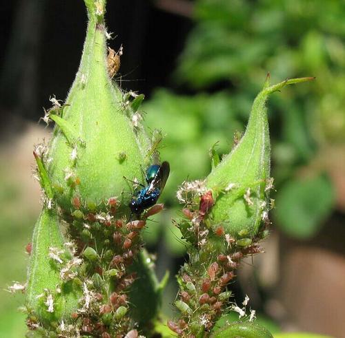 月季老长蚜虫教你一招一天就能轻松搞定