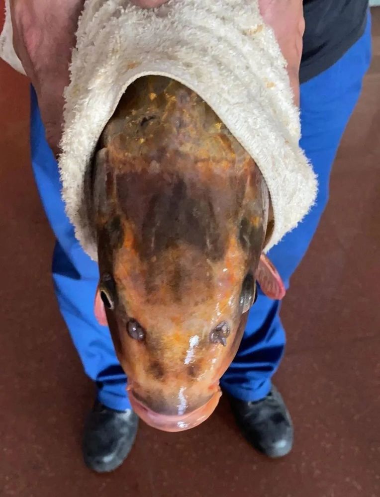 淄博市民钓到一条鱼头部可见人脸图案