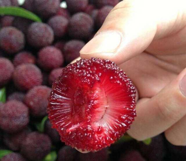 吃杨梅不洗,等于把虫子一起吃到嘴里,果农:教你杨梅正确的洗法