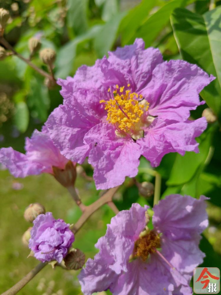 大花紫薇的花期在5月到8月,花期近百日,所以它也叫百日紅.