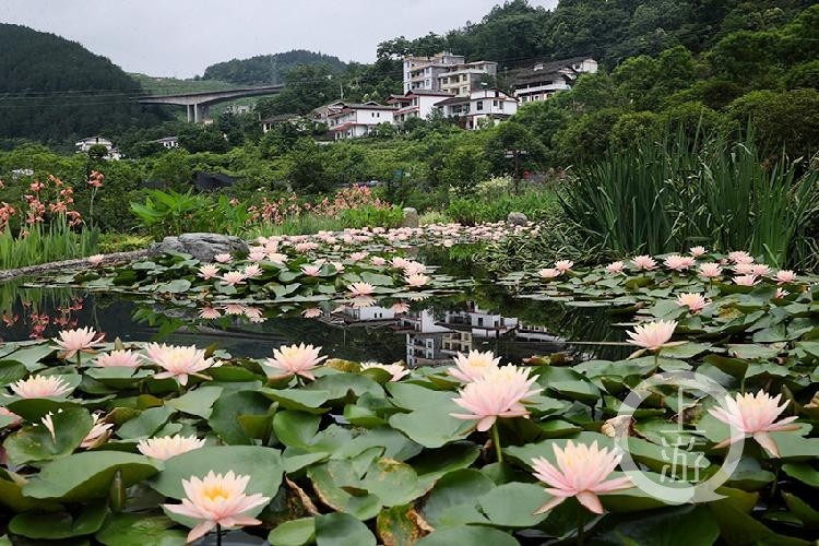 “花中睡美人”迷人绽放醉农家