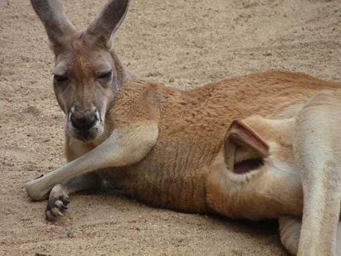 作为澳大利亚的国宝级动物,袋鼠的一蹦一跳都让人印象深刻,而且它还是