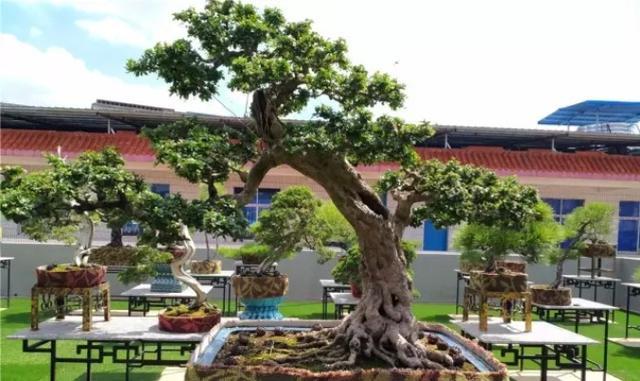 居家风水 什么是风水树 哪植物不宜摆放在室内 盆栽植物的摆放 腾讯新闻