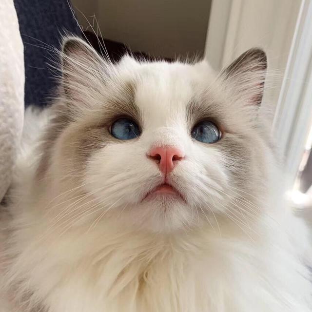 这只价值5万的布偶猫养着养着就只值500了只因它出现了斗鸡眼