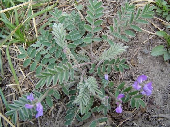 野草名叫米口袋,据说饥荒年代靠它活命,现在喂猪膘大肉肥!
