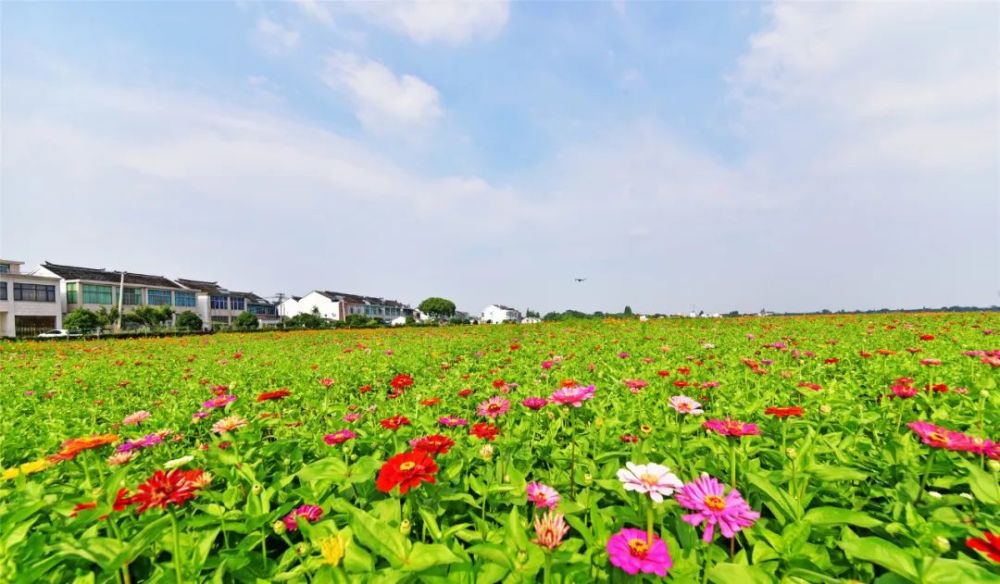 今夏c位出道无锡这几个花海你打卡了吗