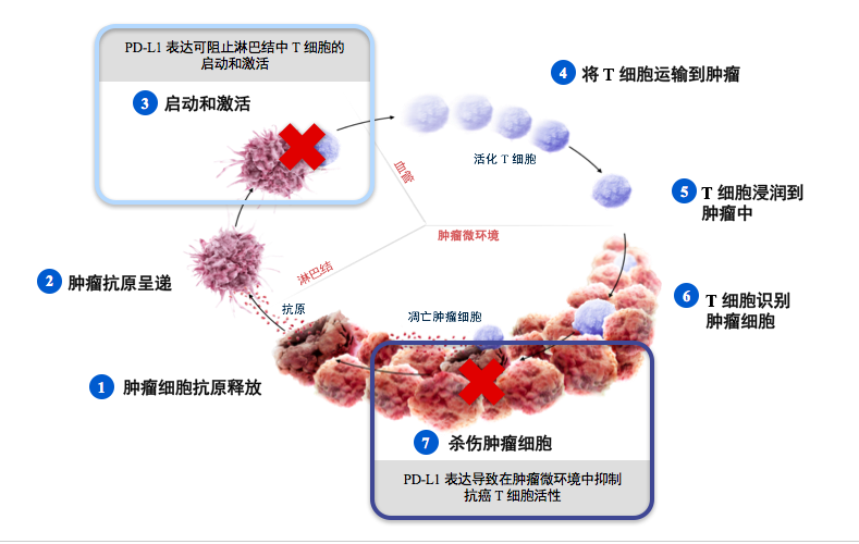 0時代到來?免疫抑制劑聯合靶向藥物療效增強機制詳解