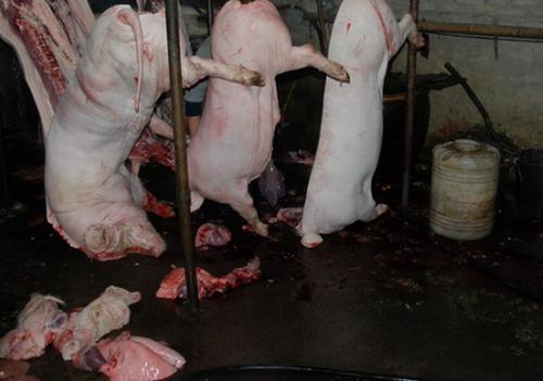 成都3人非法屠宰销售生猪获刑,近百头无证猪被私下交易