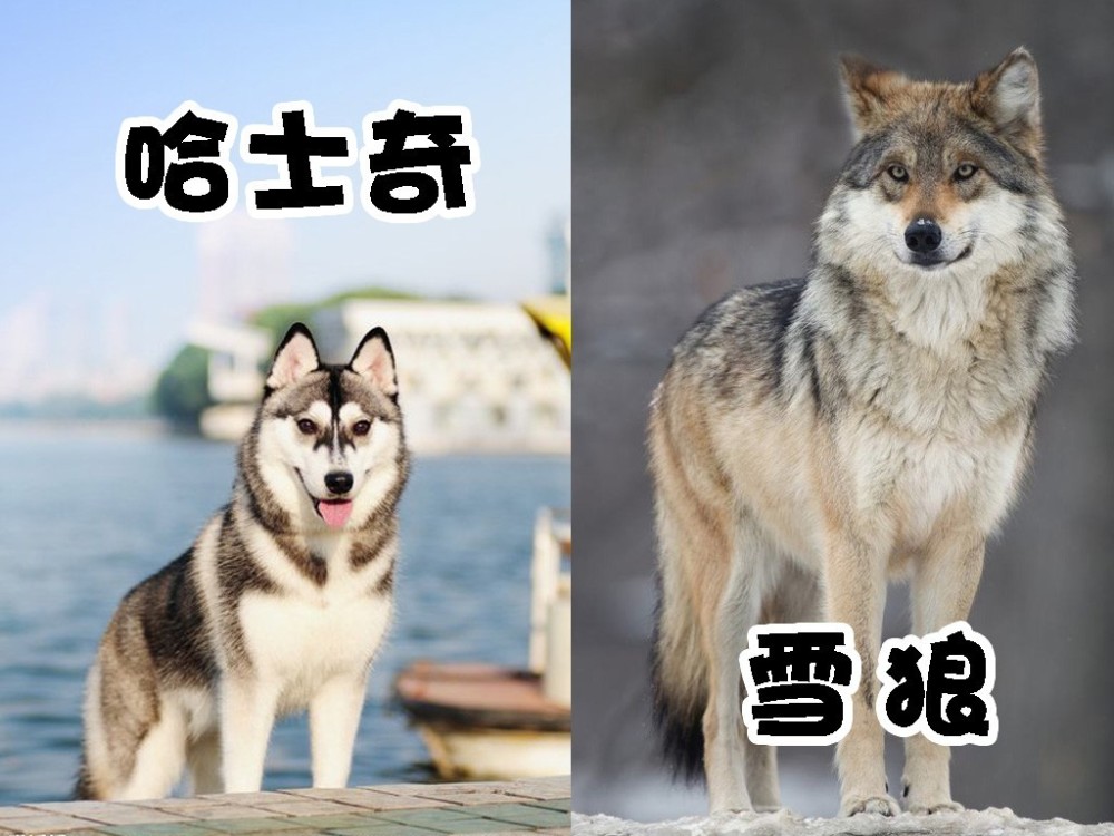 本是帅气的哈士奇,为何会在犯"二"的道路上越走越远?