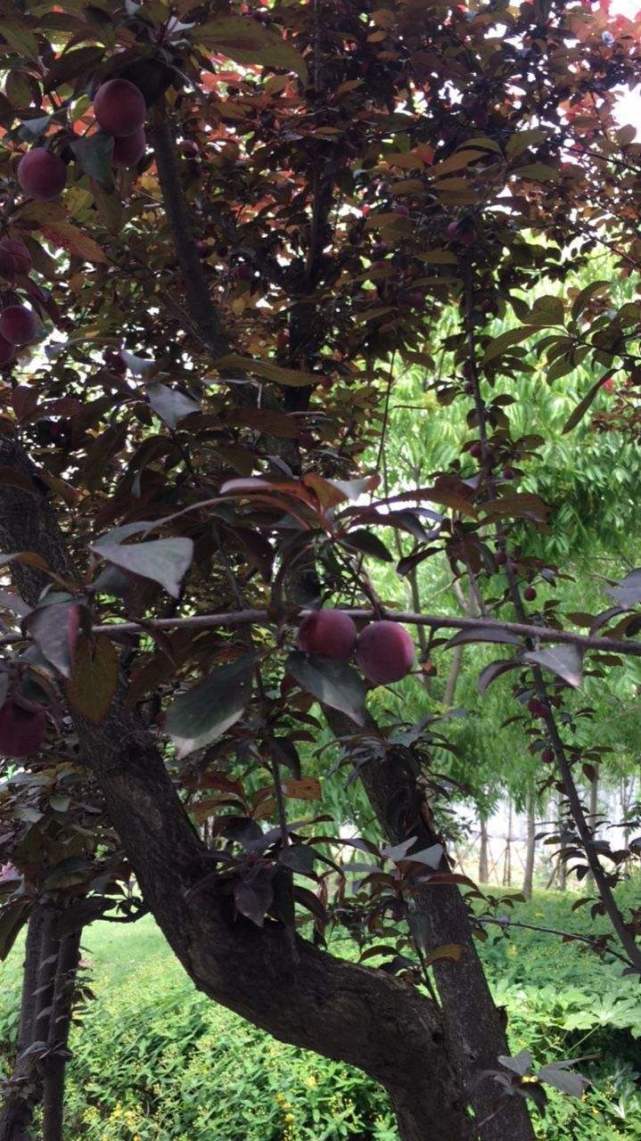 路边看到长紫色叶子的树,等秋天就能吃果子,花盆也能种!