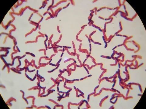 微生态知识芽孢杆菌的分类及应用